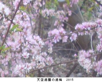 年々歳々　花相似たり　2015_b0044404_22384849.jpg