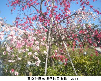年々歳々　花相似たり　2015_b0044404_22552849.jpg