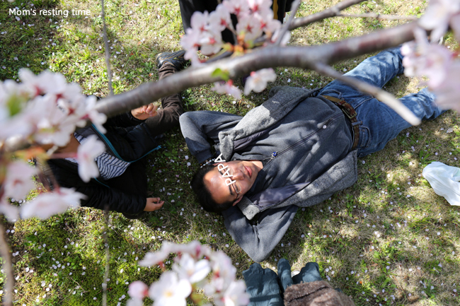 桜の木の 上から下から ハハのやすみじかん 桜の木の 上から下から ハハのやすみじかん