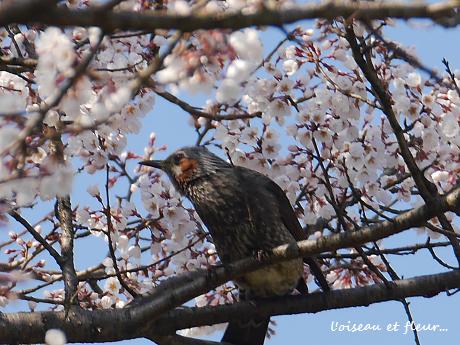 桜便り・・・♪_c0098807_2257385.jpg