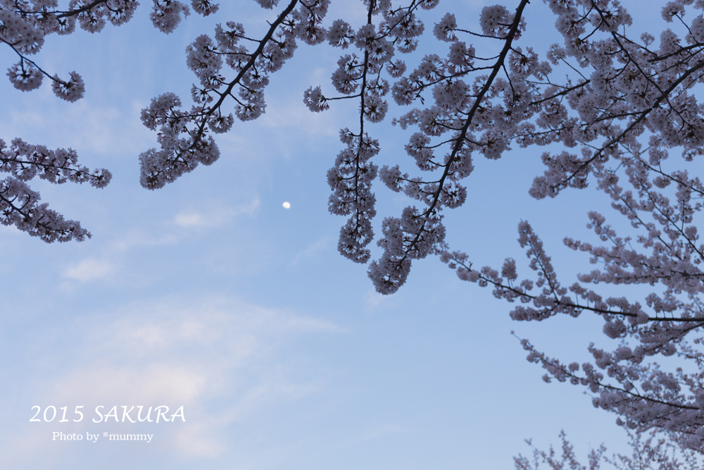 今年はじめての桜の写真は、めぐろパーシモンの応援桜♪_d0154507_07203156.jpg