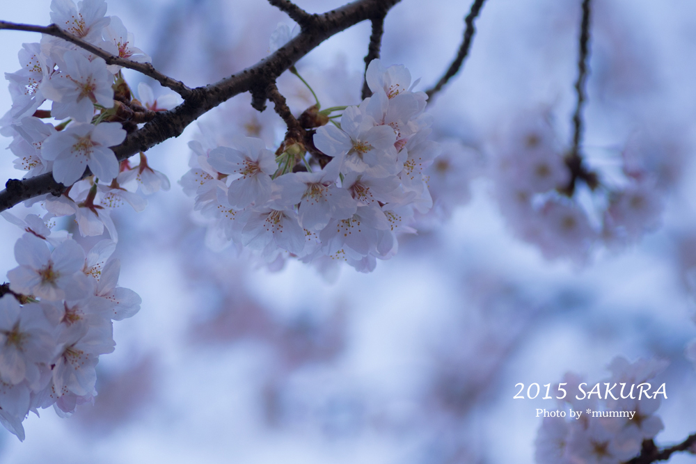 今年はじめての桜の写真は、めぐろパーシモンの応援桜♪_d0154507_07205278.jpg