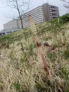 e0148909_18320193.png