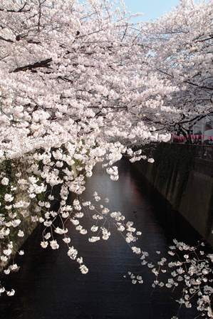 サクラサク～2015 Cherry blossoms in Tokyo_f0328009_16040987.jpg
