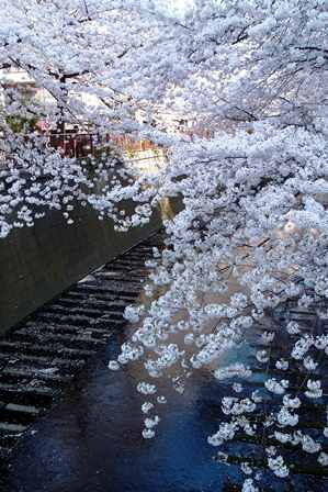 サクラサク～2015 Cherry blossoms in Tokyo_f0328009_16080236.jpg