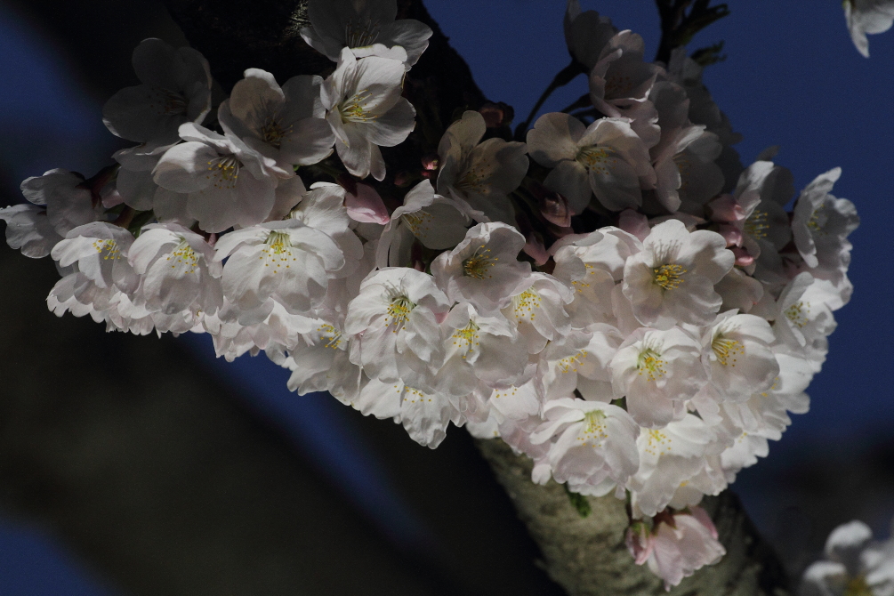 下から照らした夜桜_b0190710_23162528.jpg