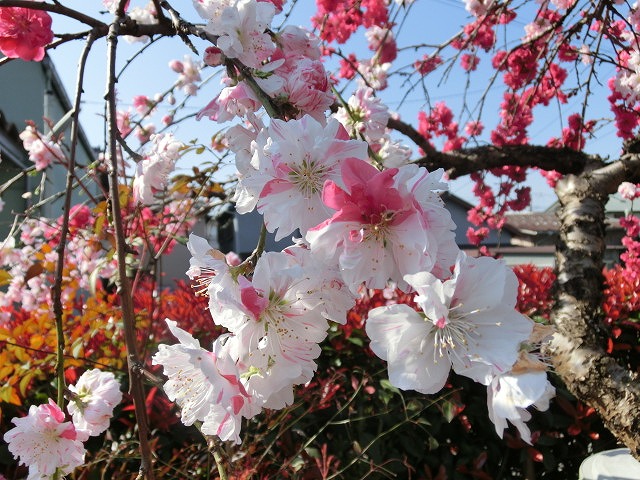 満開の花を愛でる余裕を持ちたいが…_f0141310_727432.jpg