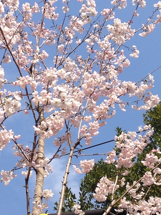 桜のある風景_b0067012_850519.jpg