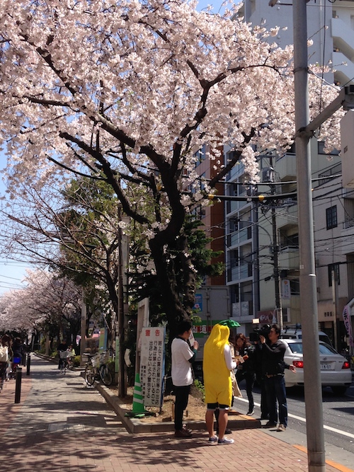 桜のある風景_b0067012_8525184.jpg