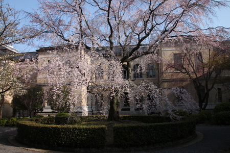 京都府庁　しだれ満開　２０１５.桜だより11_e0048413_2021498.jpg