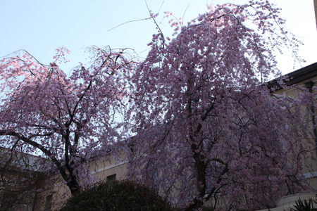 京都府庁　しだれ満開　２０１５.桜だより11_e0048413_20223113.jpg