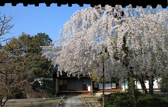 上品蓮台寺　２０１５桜たより12_e0048413_20455619.jpg