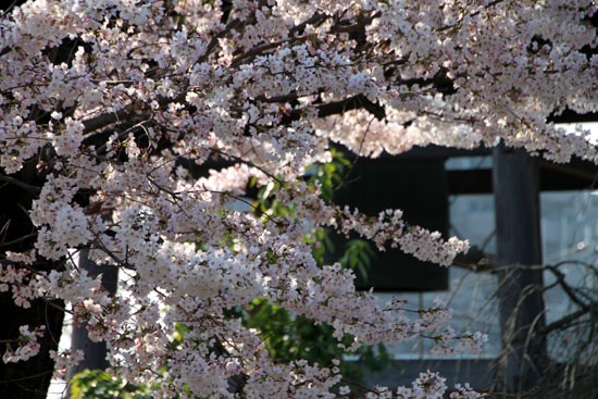 上品蓮台寺　２０１５桜たより12_e0048413_20462636.jpg