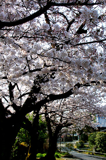上品蓮台寺 2015桜たより12_e0048413_20464250.jpg