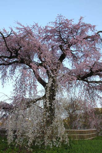 円山公園大しだれ 2015桜だより13_e0048413_21322498.jpg