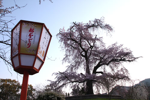 円山公園大しだれ 2015桜だより13_e0048413_21323710.jpg
