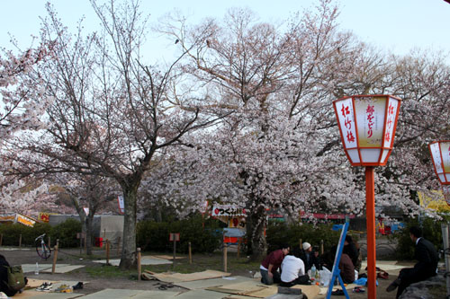 円山公園大しだれ 2015桜だより13_e0048413_21325028.jpg