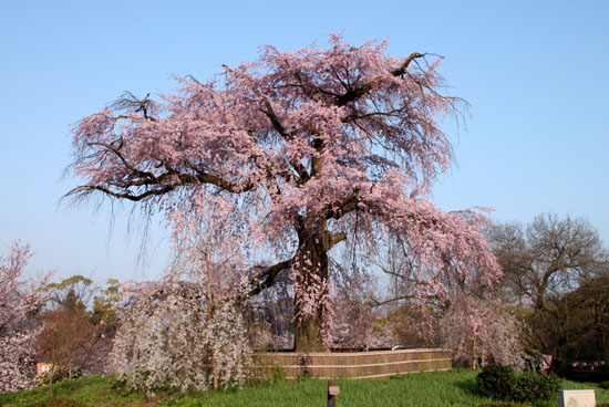 円山公園大しだれ 2015桜だより13_e0048413_2132928.jpg