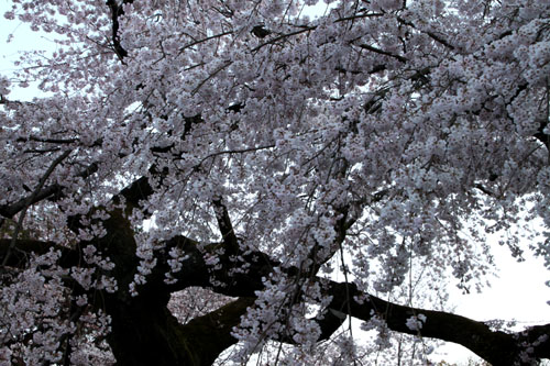 円山公園大しだれ 2015桜だより13_e0048413_2133154.jpg