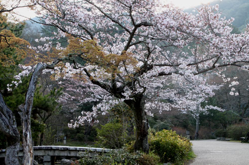 円山公園大しだれ 2015桜だより13_e0048413_2133285.jpg