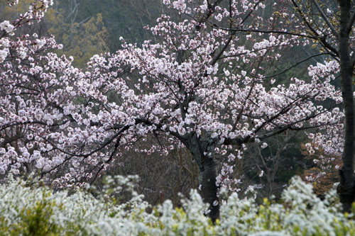 円山公園大しだれ 2015桜だより13_e0048413_21332890.jpg