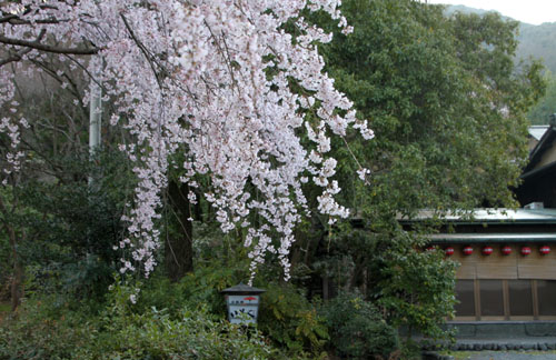 円山公園大しだれ 2015桜だより13_e0048413_21334449.jpg