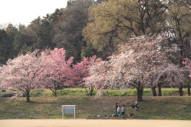 桜は一気に満開_d0026817_2040290.jpg