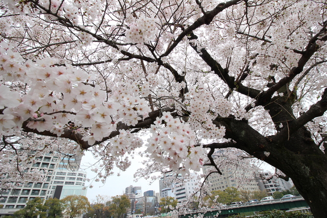 平和記念公園の桜_b0266520_1081769.jpg