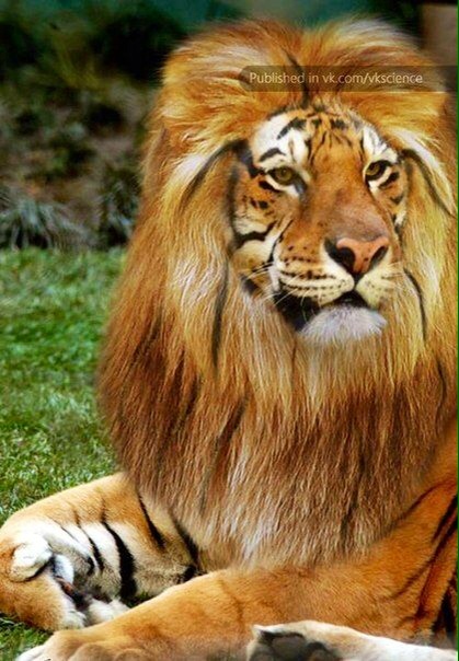 異種混血なハイブリット動物 癒し画像 動画 異種混血なハイブリット動物 癒し画像 動画