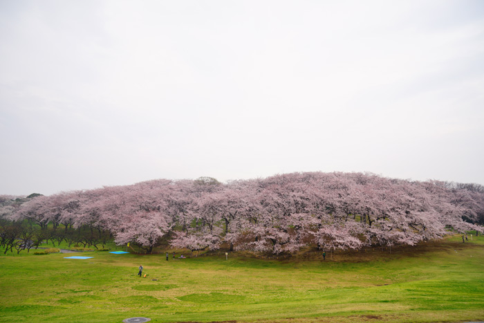 根岸森林公園　桜_e0077521_1941490.jpg