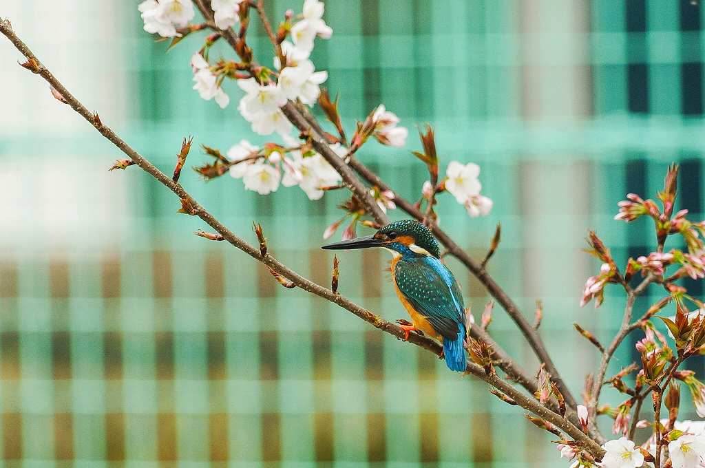 瞬間の「桜カワセミ」_e0293921_21183359.jpg