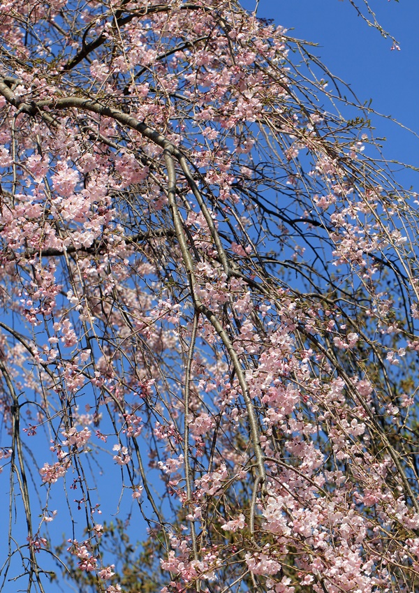 f0310221_21358100.jpg