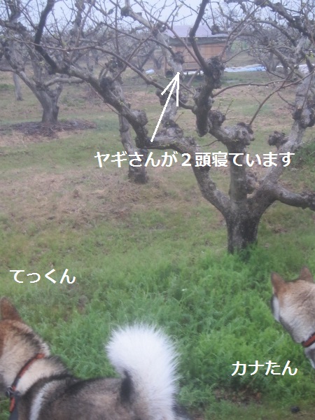 f0143123_20124355.jpg