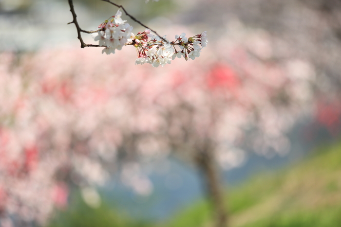 静岡桜景５_c0250626_19443941.jpg