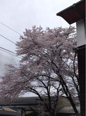 吉野サロン  桜のため休憩所に_c0124828_13371161.jpg