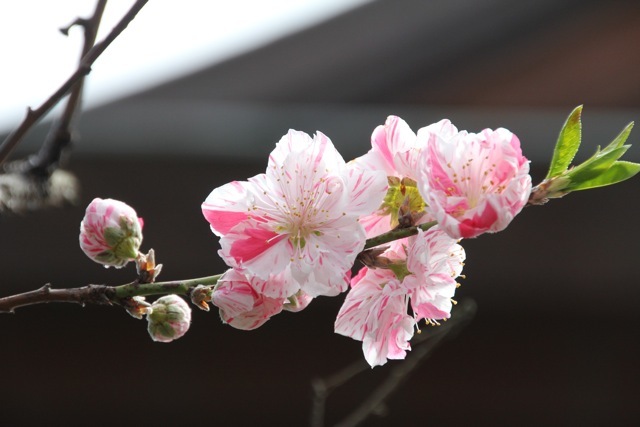 【西林寺】_f0348831_06454782.jpg