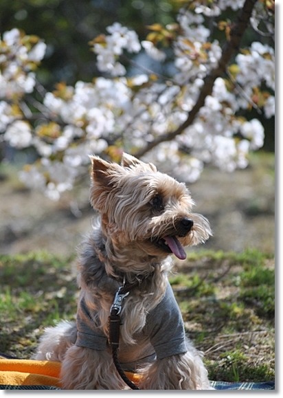 桜の超穴場スポットで、わんことお花見♪_d0017632_08402744.jpg