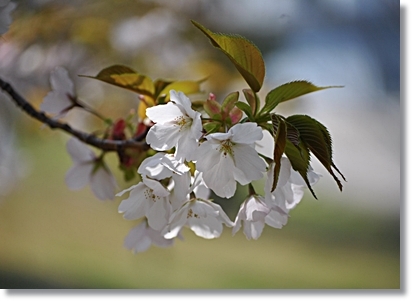 桜の超穴場スポットで、わんことお花見♪_d0017632_08403928.jpg