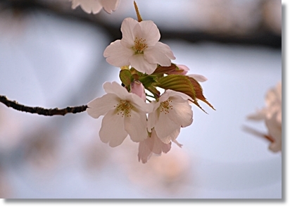 桜の超穴場スポットで、わんことお花見♪_d0017632_08405568.jpg