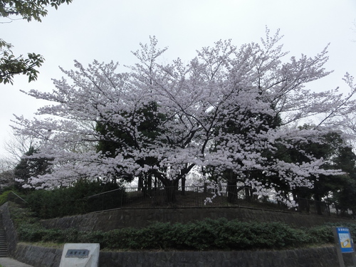 10000歩越えも兼ねて（４月１日、水）_c0147935_2033483.jpg