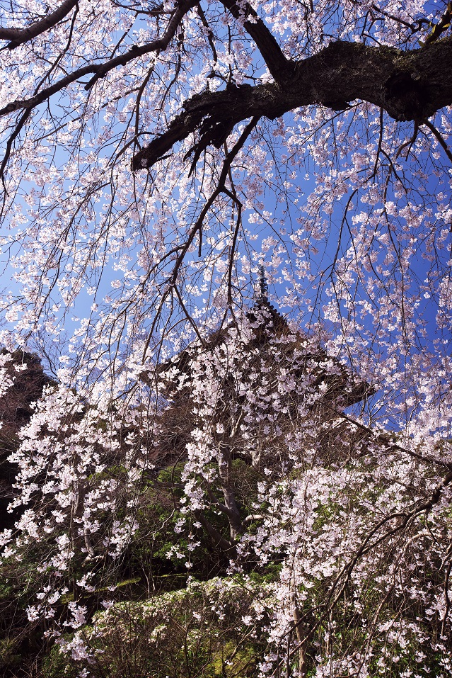 當麻寺護念院の枝垂れ桜_f0274536_0322241.jpg