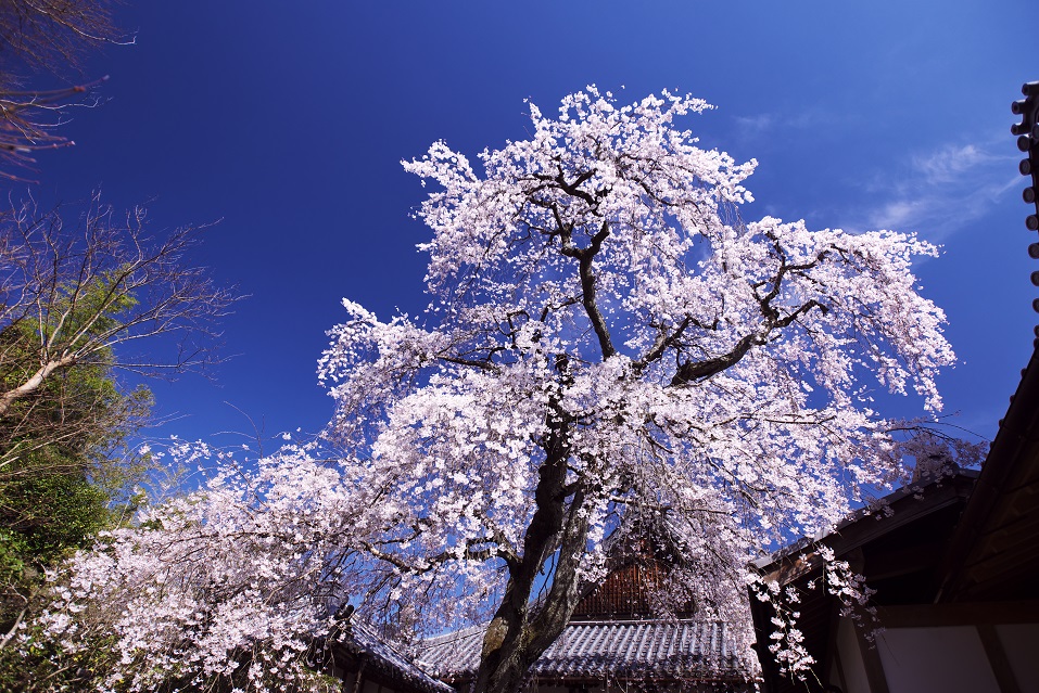 當麻寺護念院の枝垂れ桜_f0274536_082219.jpg