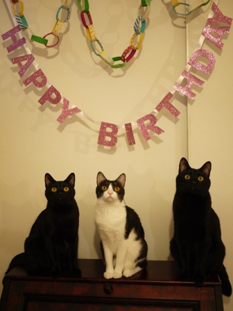 お誕生日猫 ぎゃぉすてぃぁらみるきぃ2歳編。_a0143140_2331371.jpg