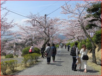 千光寺公園の桜_c0107041_1648714.jpg