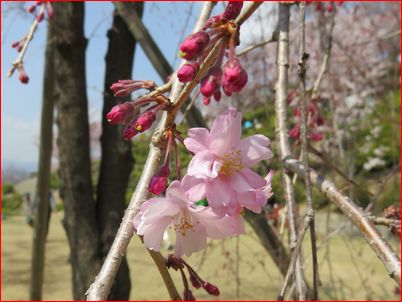 千光寺公園の桜_c0107041_16521075.jpg