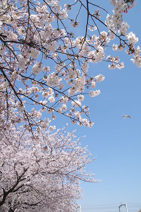 桜　３　　（隅田公園）_f0149442_141327100.jpg