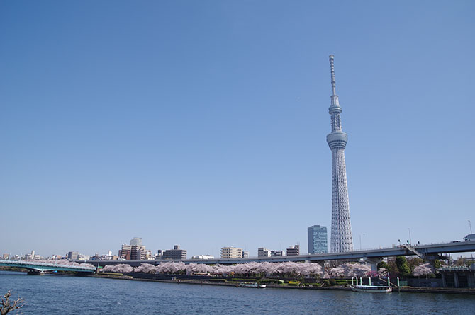 桜　３　　（隅田公園）_f0149442_14151529.jpg