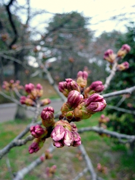 新年度スタート_b0314043_07214533.jpg