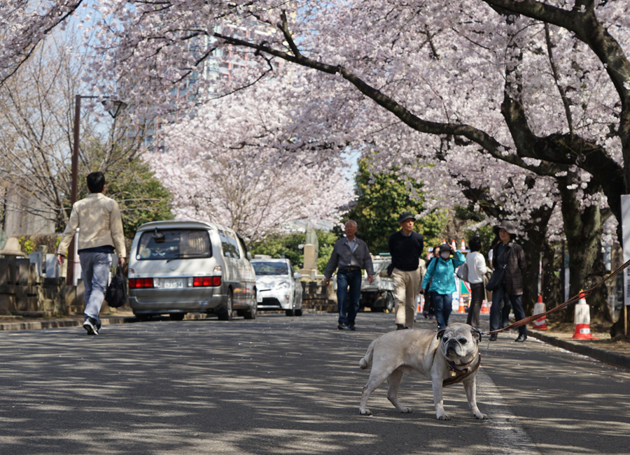 桜の季節_d0323943_1361632.jpg