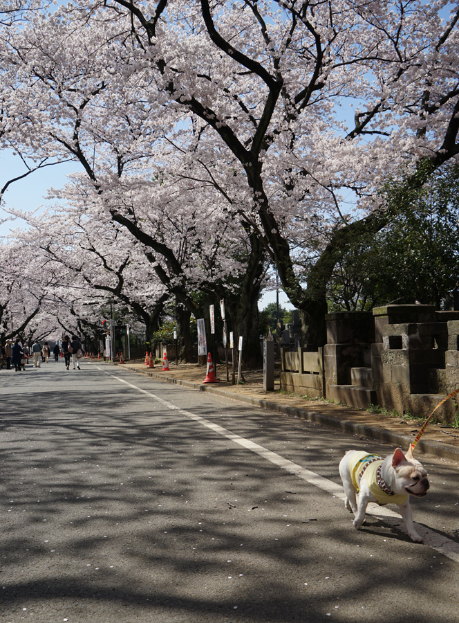 桜の季節_d0323943_1374022.jpg